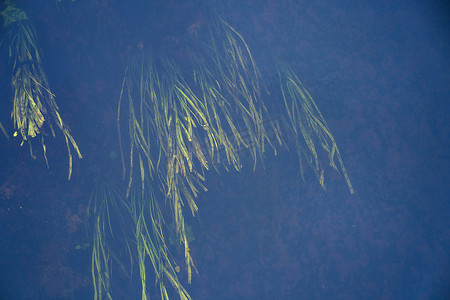 水下藻类摄影照片_藻类在河中的蓝色水下分支