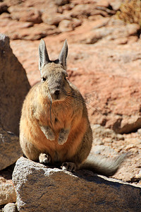 Viscacha 兔玻利维亚