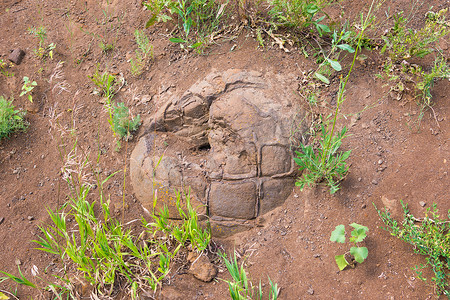 俄罗斯伏尔加格勒地区 Wet Olhovka Kotovo 区村附近发现类似恐龙蛋的石层，上面有 prodellanym 孔