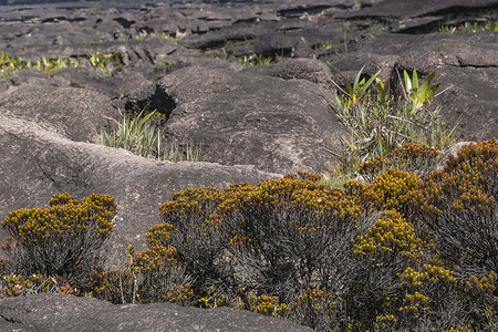高原 Roraima tepui - 委内瑞拉的奇异古老岩石，