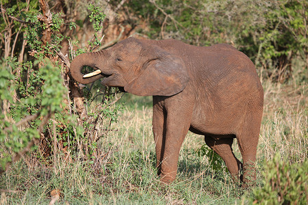 非洲博茨瓦纳大草原上的野生大象 (Elephantidae)