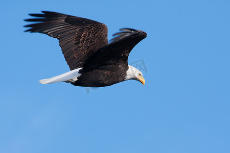 美国白头鹰在飞行中