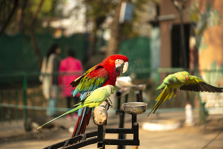 动物园吃坚果的彩色猩红金刚鹦鹉与绿鹦鹉的肖像