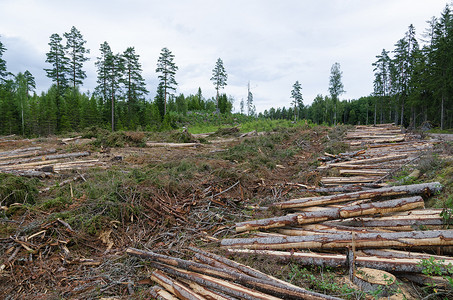 新清海报摄影照片_新砍伐的树干在森林里