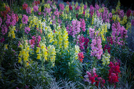 花卉植物摄影照片_开花在种植园清迈 n 的美丽的冬天花卉植物