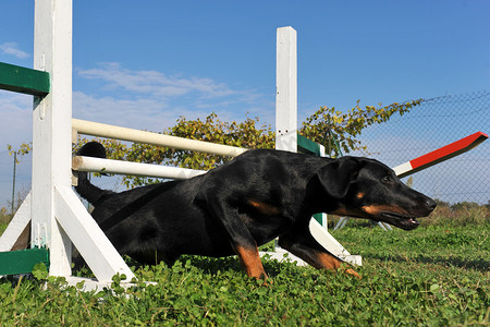 敏捷的小狗 beauceron