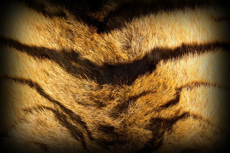 黄色老虎摄影照片_带有小插图的老虎纹理毛皮