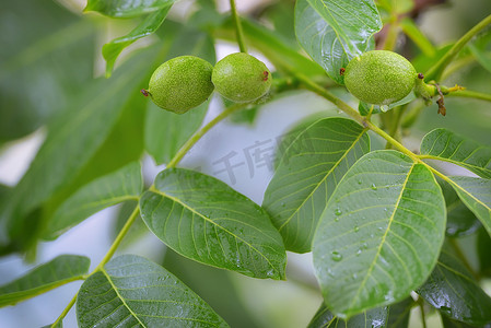 绿色养生名片摄影照片_未成熟的核桃和核桃树（Juglans regia）