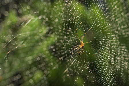 蜘蛛设计摄影照片_蜘蛛网上的宏观蜘蛛