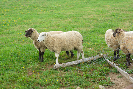 黑头羊摄影照片_黑头羊和白头羊进入破损的田野