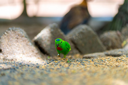 非常小而可爱的亮绿色鹦鹉 Loriculus galgulus 或蓝冠鹦鹉，咬食物