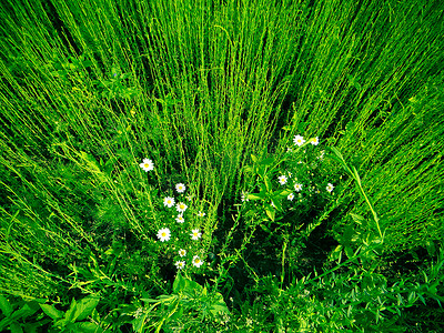 草和雏菊的绿墙