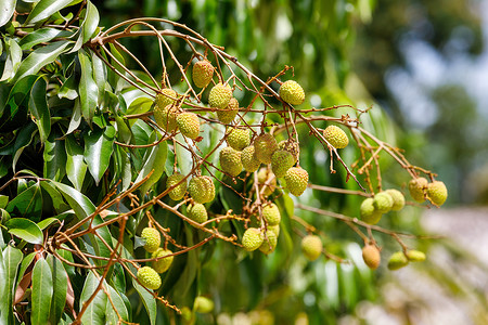 吃荔枝摄影照片_树上未成熟的异国水果荔枝