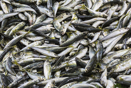 广告海鲜摄影照片_海鲜市场的鲜鱼
