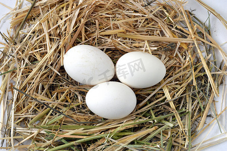 干草窝里的鸡蛋，不同概念的白鸡蛋图片，鸡窝里的鸡蛋图片