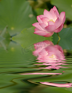 水中倒影的粉色莲花