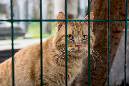 另一张无家可归的流浪猫的画像