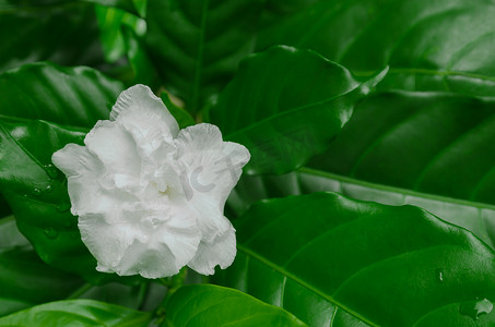 白花之美East Indian Rosebay Crepe Jasmine