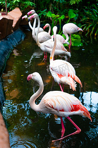 火烈鸟用券摄影照片_动物园池塘里的粉红色火烈鸟群