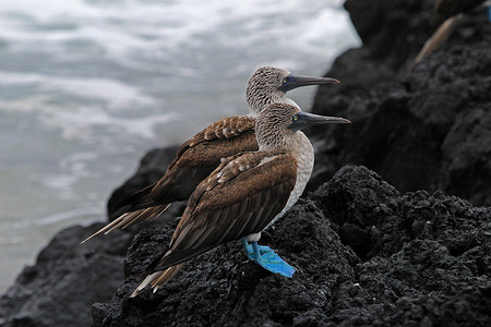 蓝脚鲣鸟，sula nebouxii，加拉帕戈斯