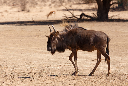 Gnu，在卡拉哈里沙漠的野兽，非洲野生动物野生动物园
