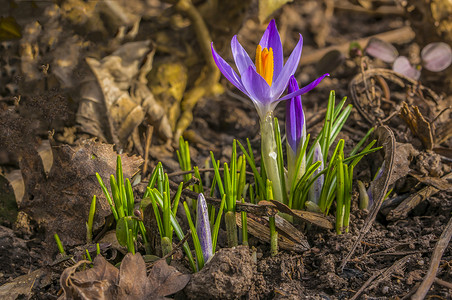 紫蓝色摄影照片_春季花园中的野紫番红花