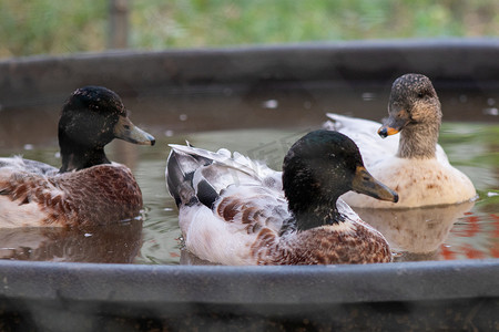 Snowy Call Ducks 在小水池里游泳的侧景
