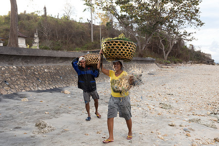 印尼图摄影照片_印尼妇女背着装着海藻的头篮