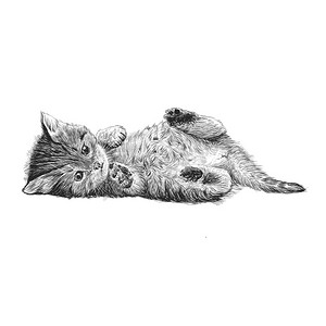 动物可爱手绘摄影照片_小猫手绘