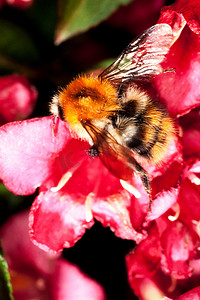 大黄蜂，Bombus agrorum，在红色的花朵上
