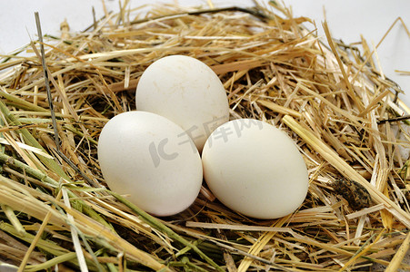 干草窝里的鸡蛋，不同概念的白鸡蛋图片，鸡窝里的鸡蛋图片
