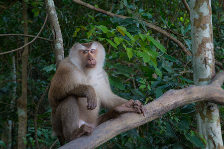 猴子的尾巴摄影照片_猴子在树枝上玩耍