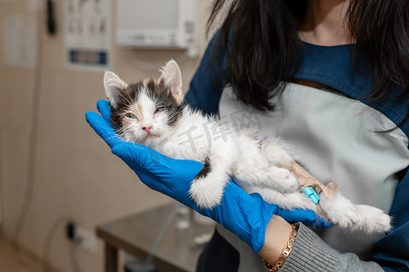 女兽医手里拿着生病的小猫。