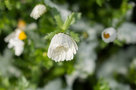 雪下初开春花