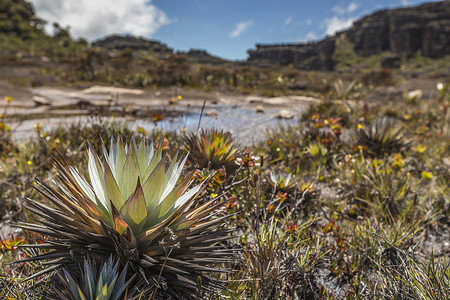 高原 Roraima tepui - 委内瑞拉的奇异古老岩石，