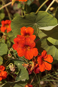 可食用的摄影照片_橙色的金莲花是可食用的，生长在藤蔓上