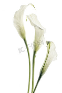 孤立在白色背景上的美丽马蹄莲花