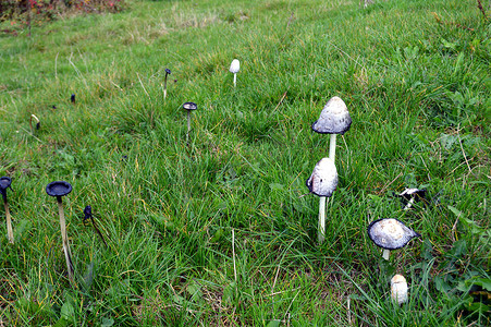 草地上的白蘑菇