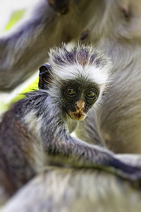 濒临灭绝的桑给巴尔红疣猴 (Procolobus kirkii)，Joza