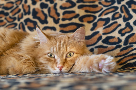 沙发猫摄影照片_轻松的红猫躺在沙发上，看着房间里发生的事情