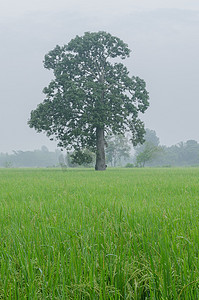 大树在绿色稻田摄影照片_在稻田的大芒果树