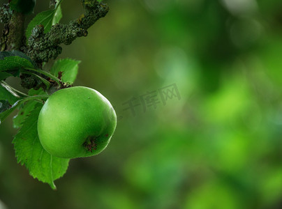 青苹果树摄影照片_青苹果树