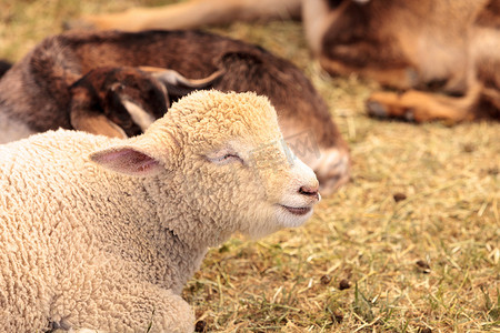 小羊羔羊在农场的笔中休息