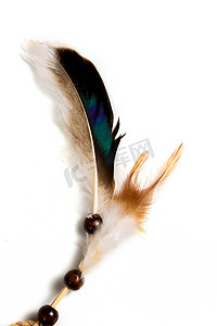 孤立在白色背景上的彩色鸟羽毛