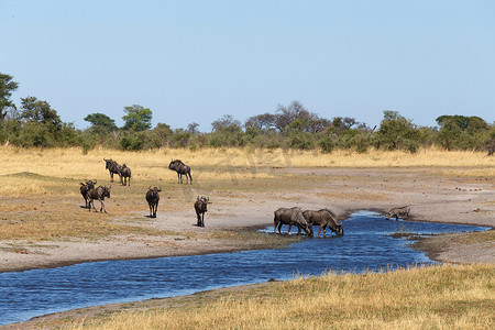 gnu摄影照片_Gnu、牛羚非洲野生动物和原野