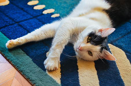 地毯猫摄影照片_黑白相间的猫躺在地毯上