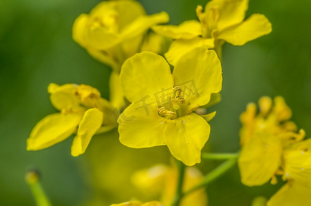 樱花季背景摄影照片_季园油菜花枝