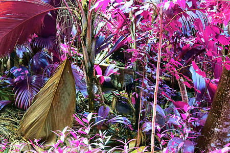 热带植物叶子摄影照片_热带植物叶子的美丽红外特写镜头