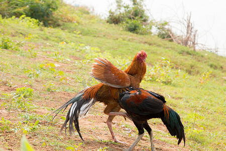 斗鸡摄影照片_体育流行斗鸡在泰国