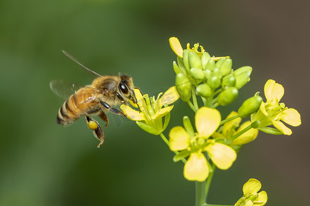 蜜蜂刺摄影照片_蜜蜂或蜜蜂在花上的形象收集花蜜。